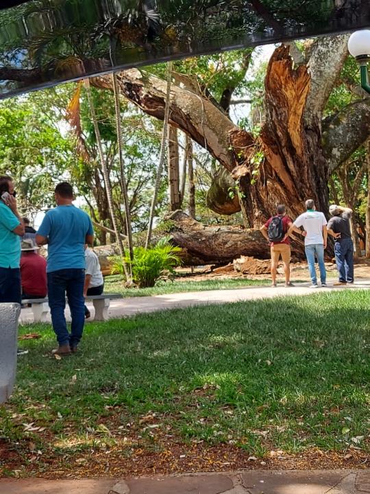 Foto 4 de 13 — Cai parte do Timburi, árvore histórica de Boa Esperança do Sul